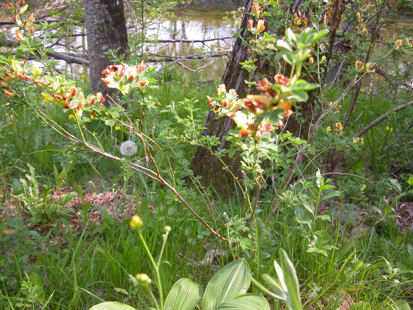 Broom, Hairy plant